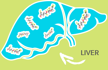 Most Glutathione is stored in the liver